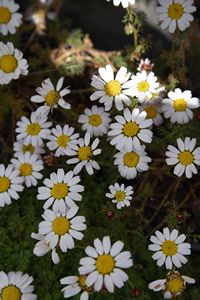 Pyrethrum